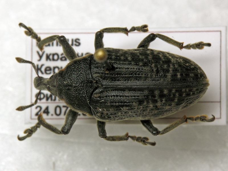 Larinus latus (Herbst, 1783)